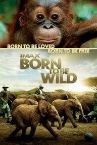 Movie poster of Born to Be Wild